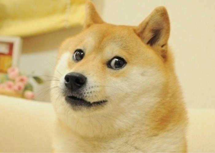 Is it the suitable time to purchase Meme Cryptocurrencies? Is it the suitable time to purchase Meme Cryptocurrencies?