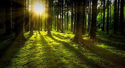 Raiinmaker Helps Laudato Tree & Altering The Recreation With Blockchain Raiinmaker Helps Laudato Tree & Altering The Recreation With Blockchain