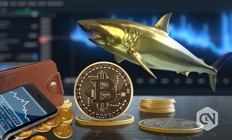 Regardless of Growing Adoption, 10,000 Whale Wallets Maintain 27% of the Bitcoin Provide
