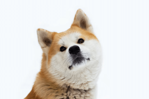 Akita Inu (AKITA) and Dogecoin’s (DOGE) Price Movements as Calyx Network (CLX) Enters Presale Shiba Inu vs Akita Inu