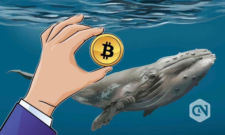 Whales’ fluctuating curiosity pushes crypto right into a state of flux