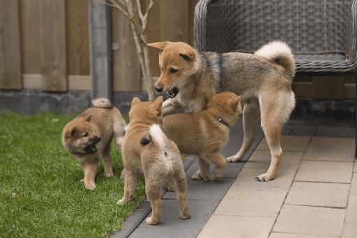 The Rise Of The Shiba Inu Coins