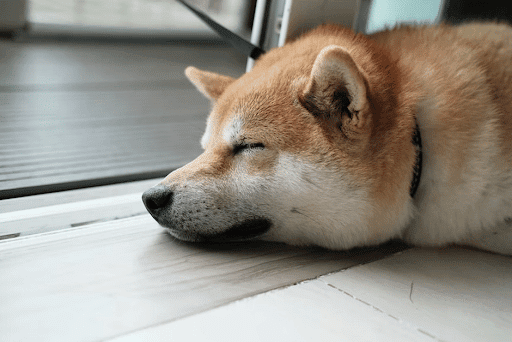 Dogecoin panting for air as it struggles to make ground Dogecoin panting for air as it struggles to make ground