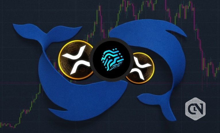 Crypto whales are quickly accumulating QUBE & XRP Crypto whales are quickly accumulating QUBE & XRP