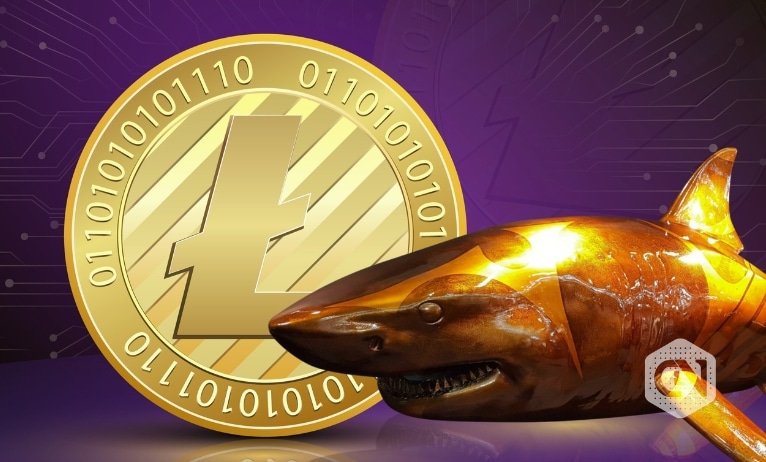 Sharks seize over 200k LTC forward of Litecoin halving 2023